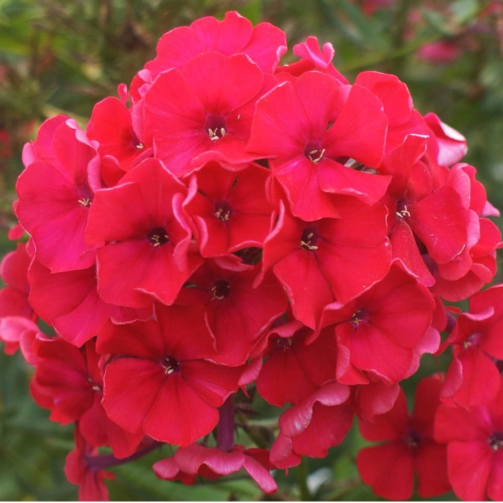 Превью изображения