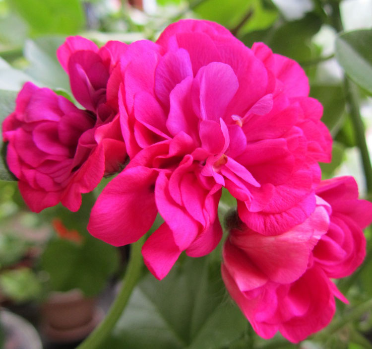 Превью изображения