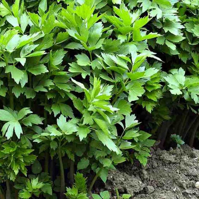 Превью изображения