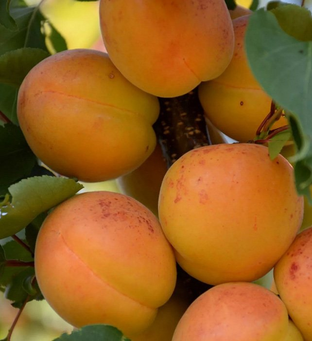 Превью изображения