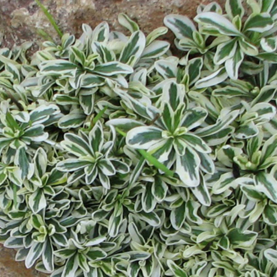 Превью изображения