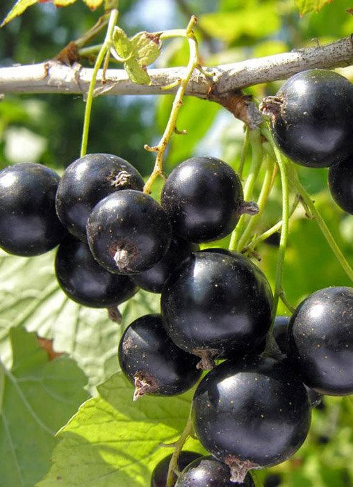 Превью изображения