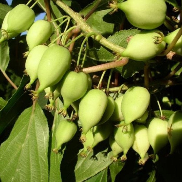 Превью изображения