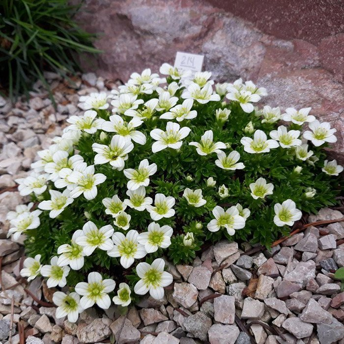 Превью изображения