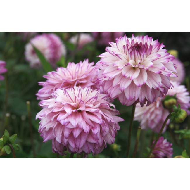 Превью изображения