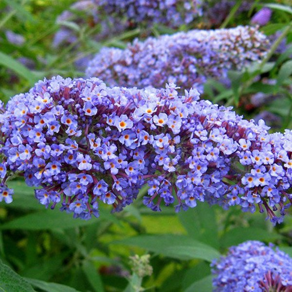 Превью изображения