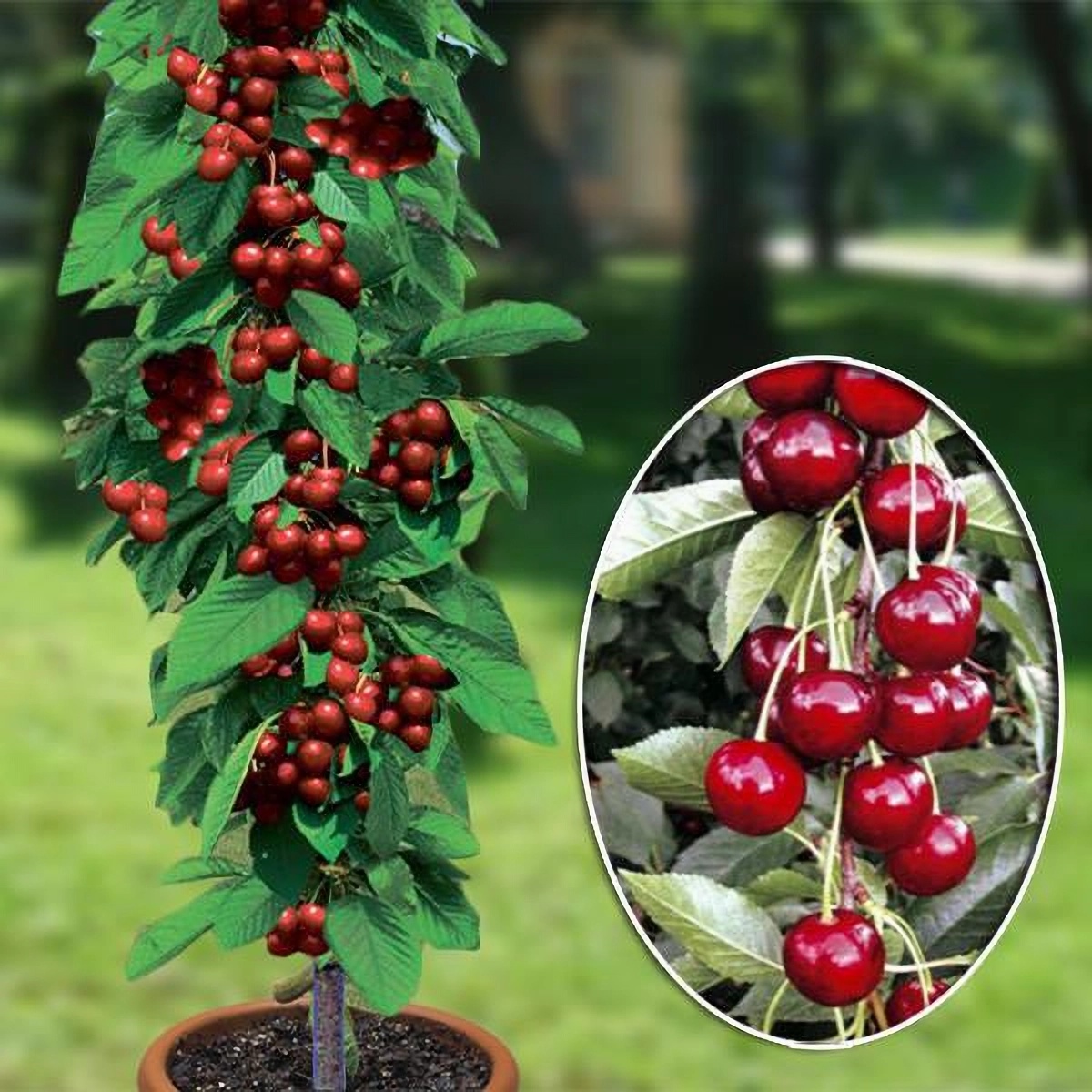 Превью изображения