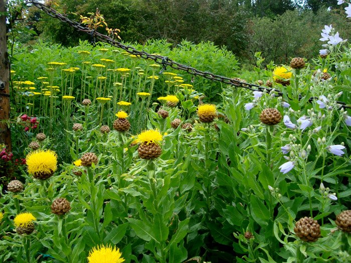 Превью изображения