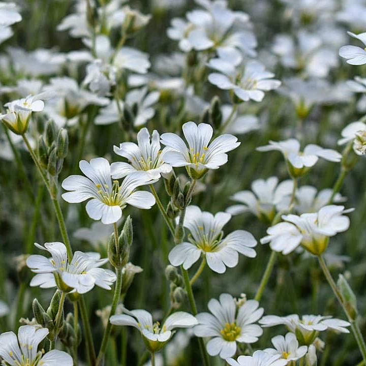 Превью изображения