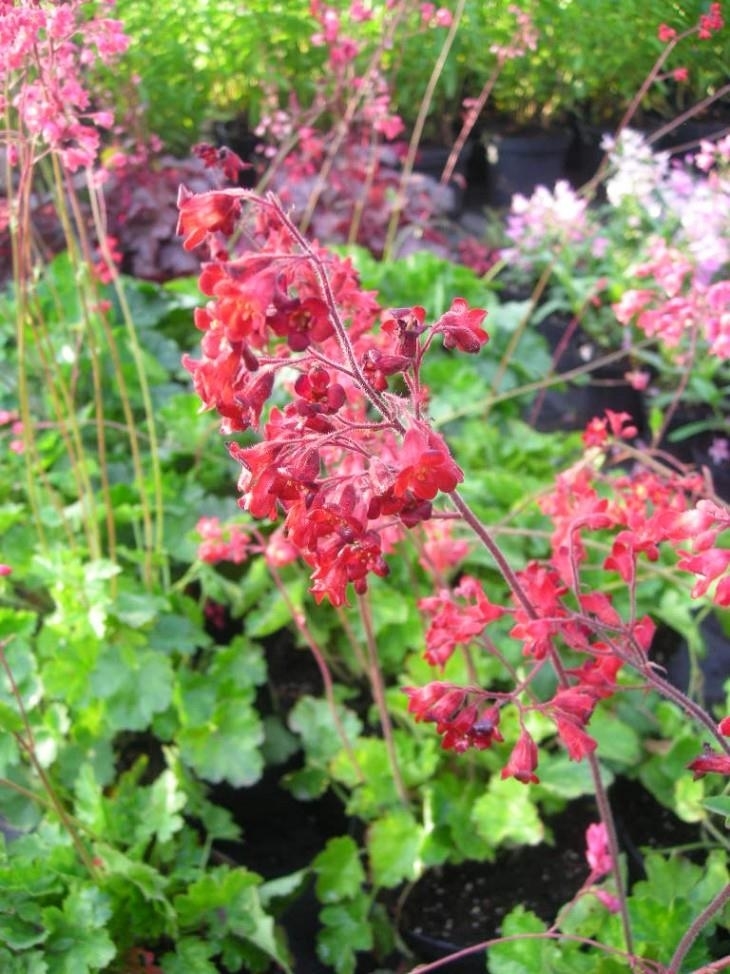 Превью изображения