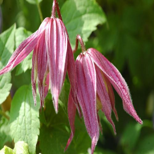 Превью изображения