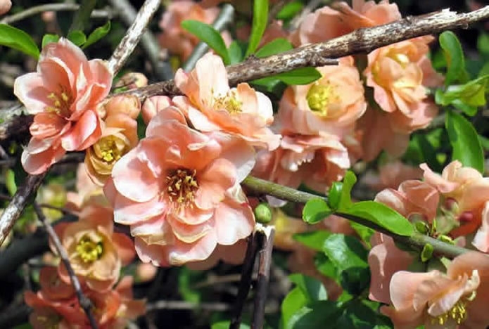 Превью изображения