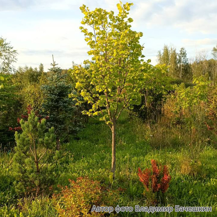 Превью изображения