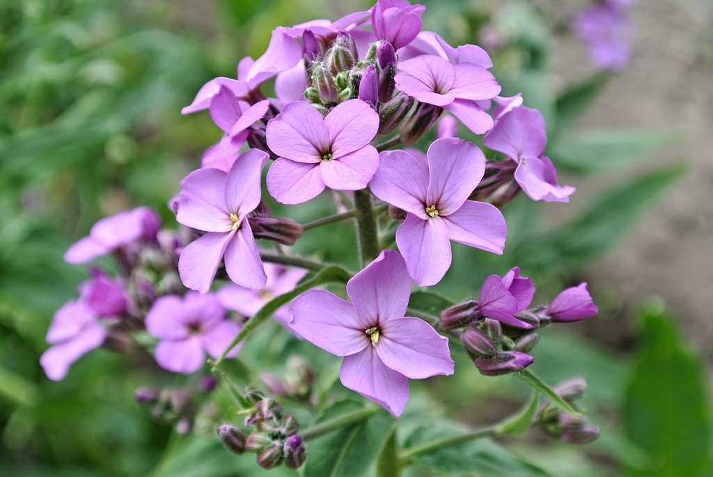 Превью изображения