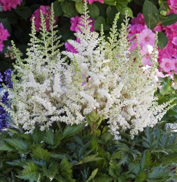 Превью изображения