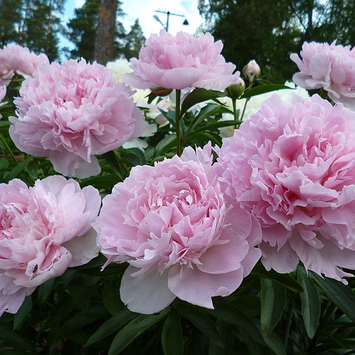 Превью изображения