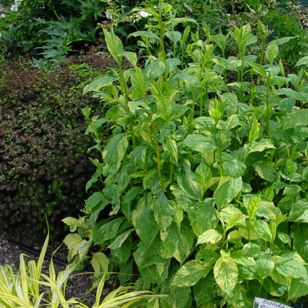 Превью изображения