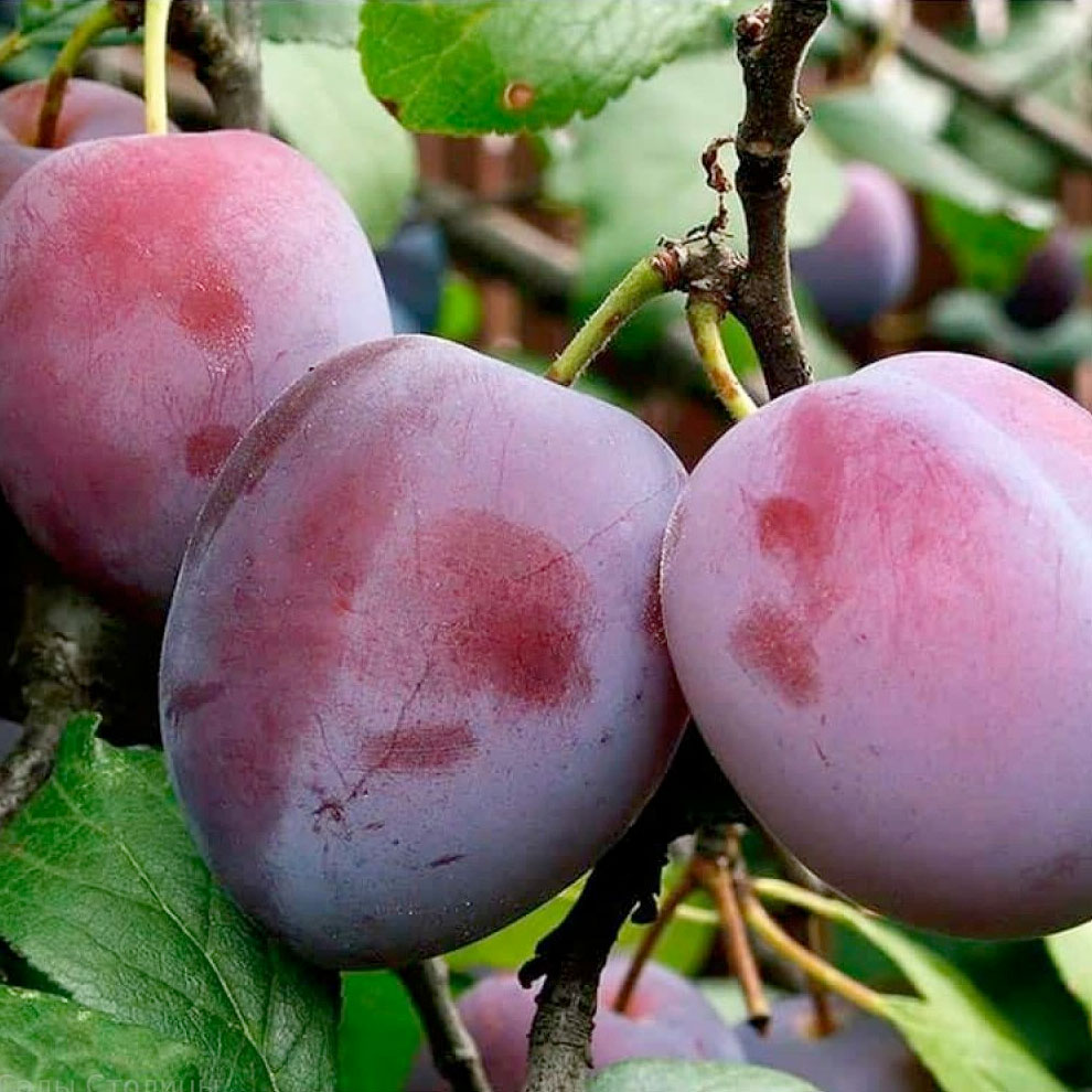 Превью изображения