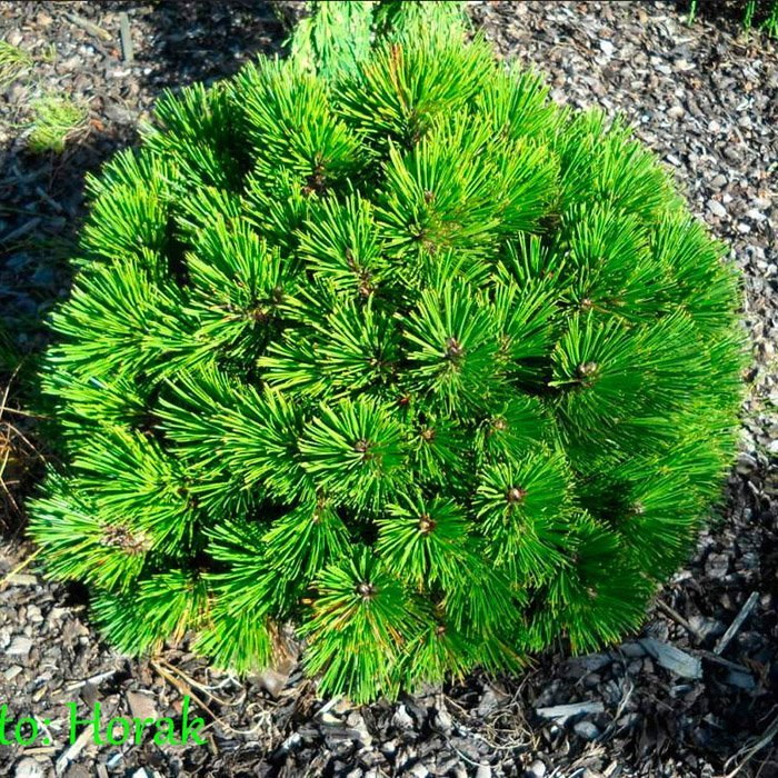 Превью изображения