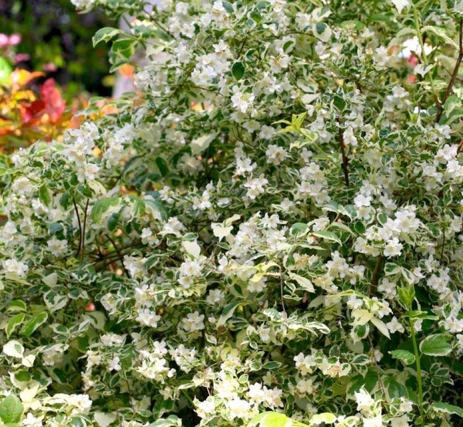 Превью изображения