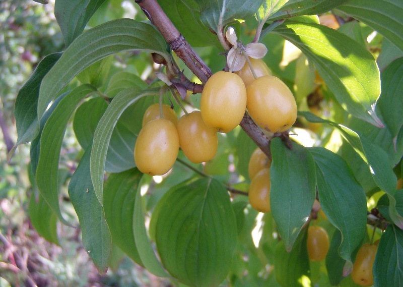 Превью изображения