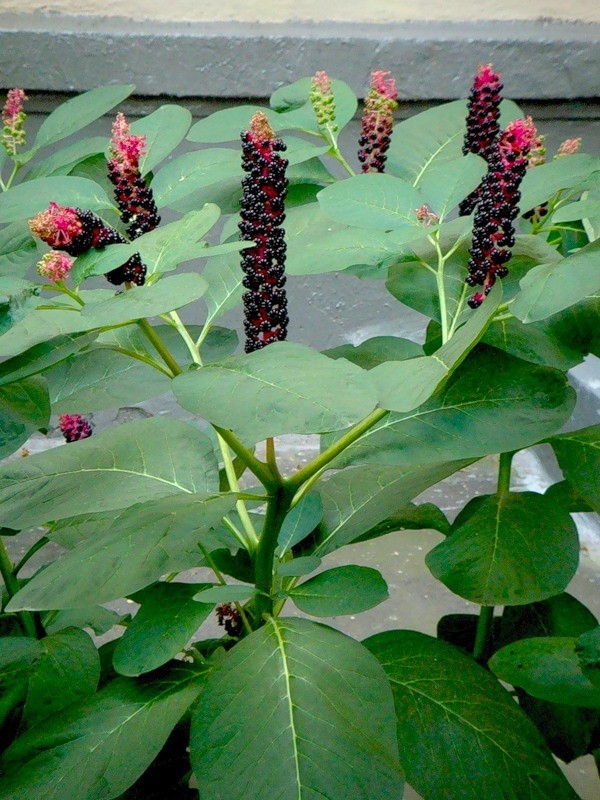 Превью изображения