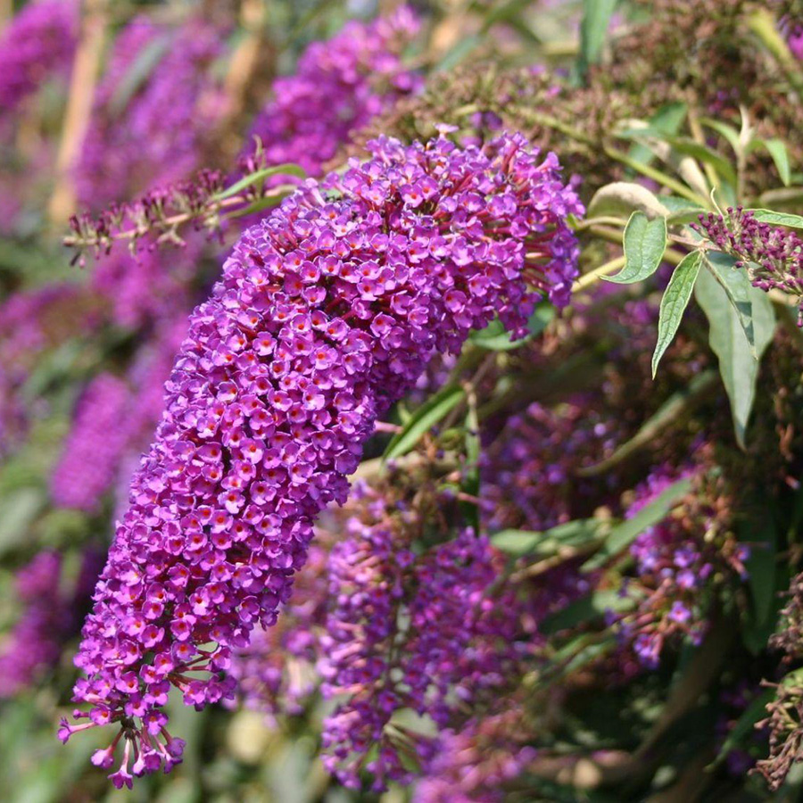 Превью изображения