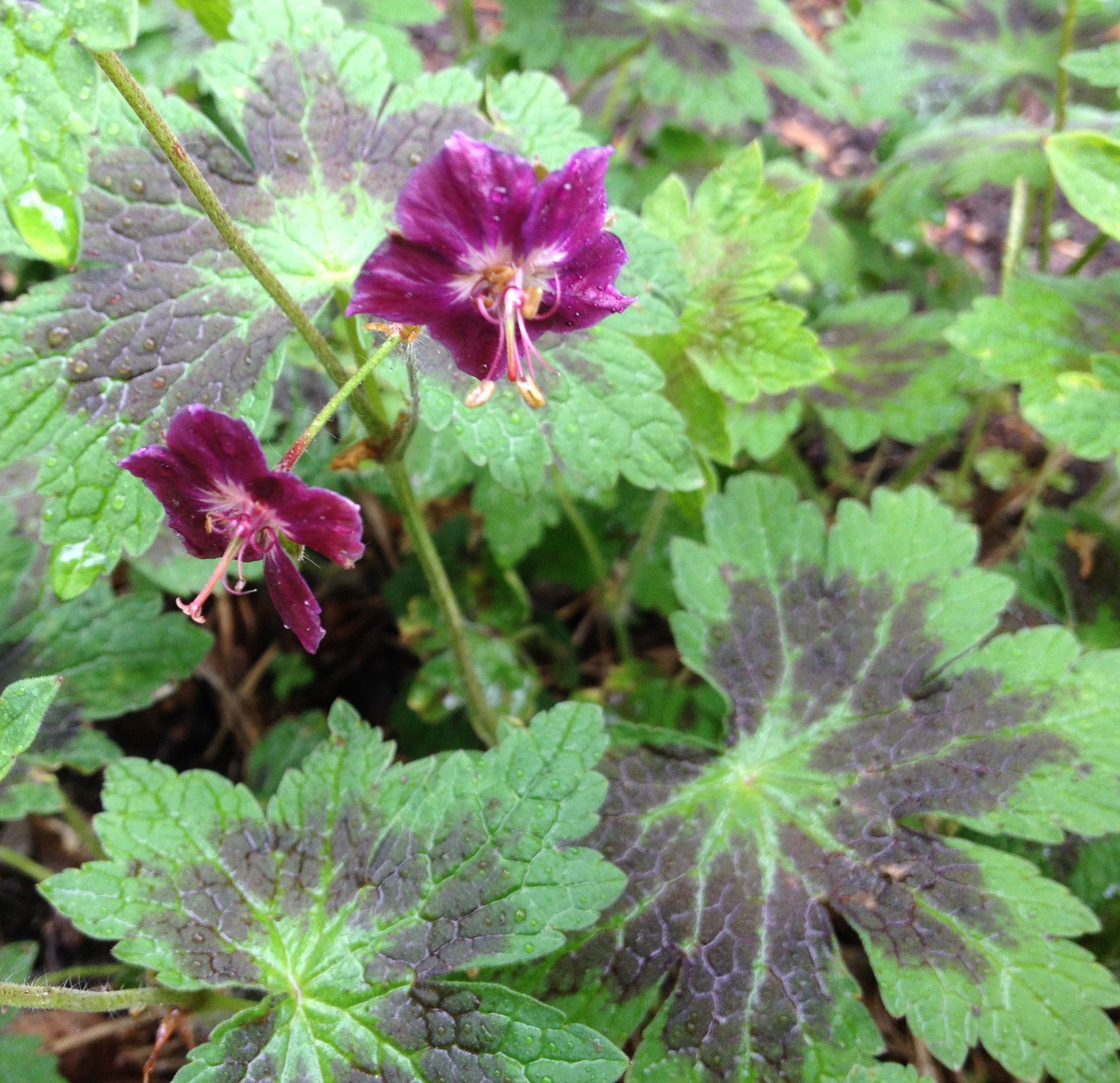 Превью изображения