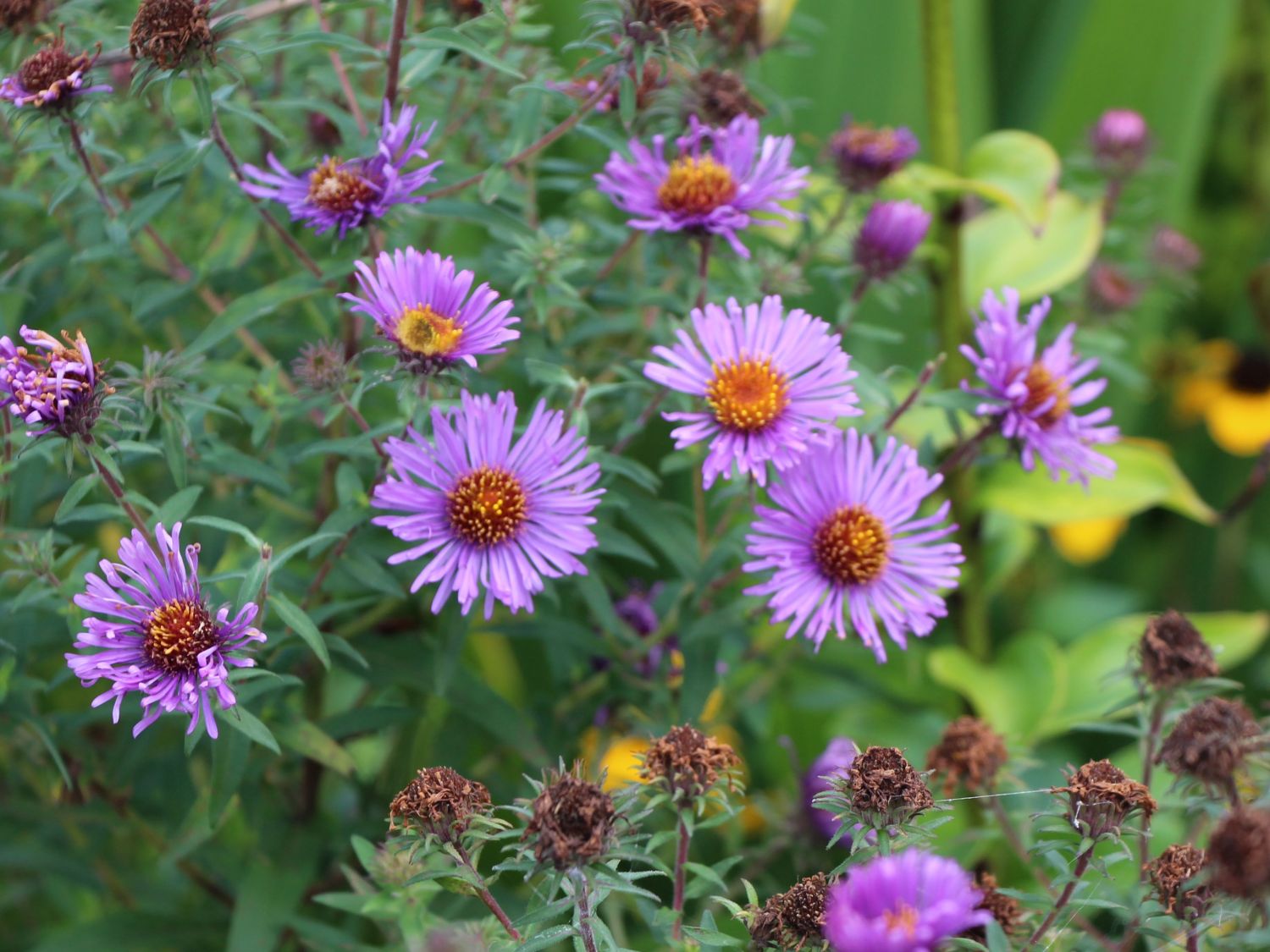 Превью изображения