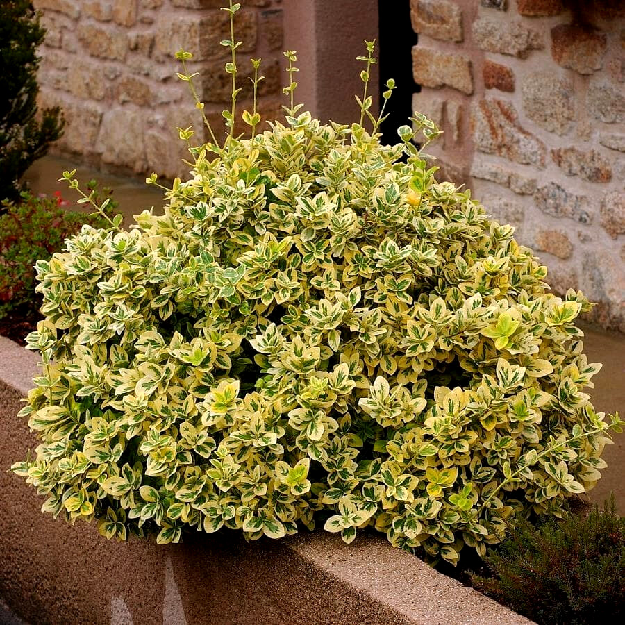 Превью изображения