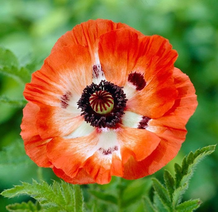 Превью изображения