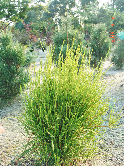 Превью изображения