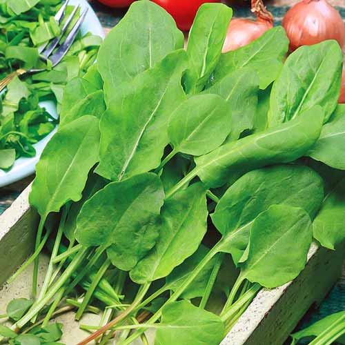 Превью изображения