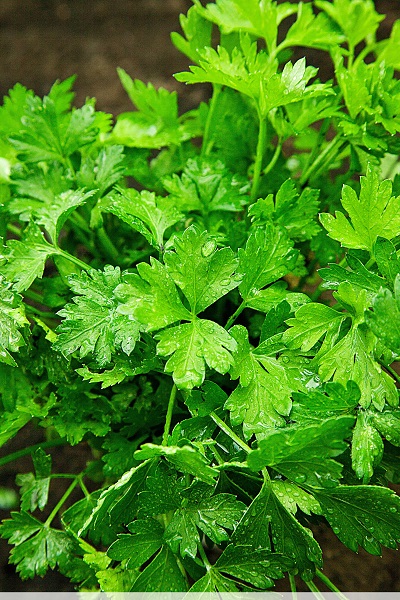 Превью изображения