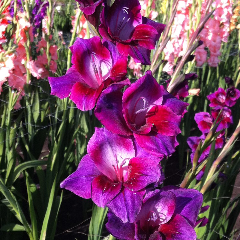 Превью изображения