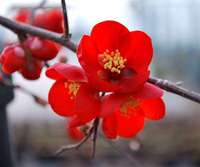 Превью изображения