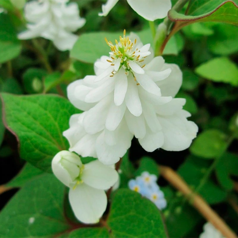 Превью изображения