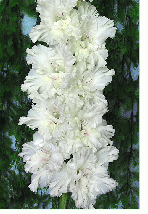 Превью изображения