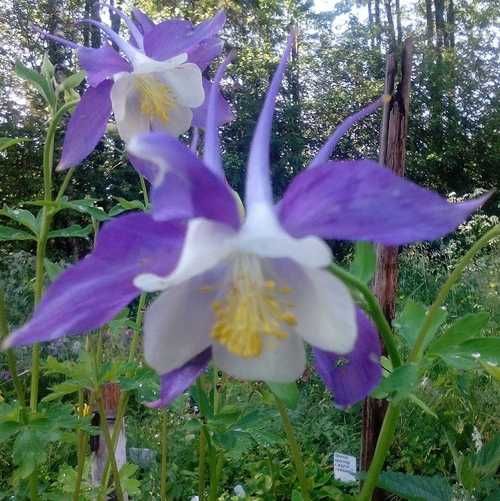 Превью изображения