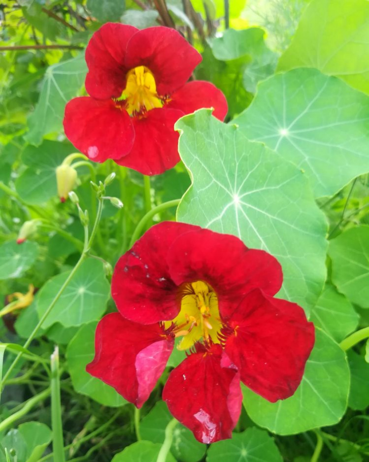 Превью изображения