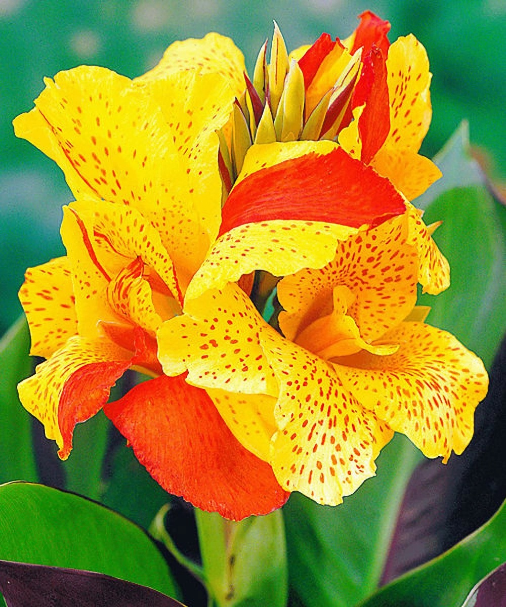 Превью изображения