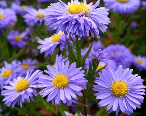 Превью изображения