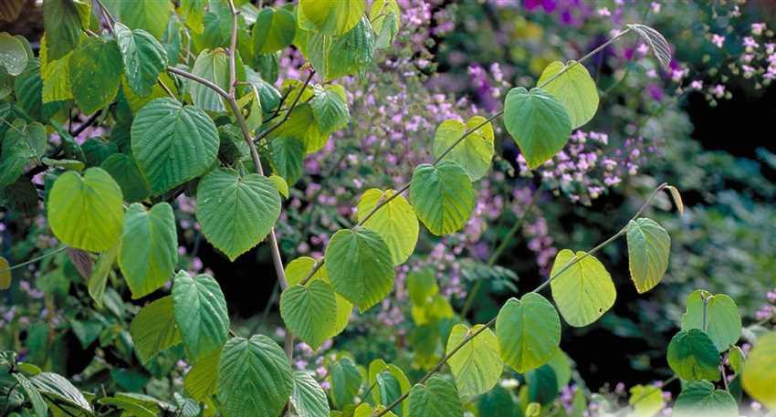 Превью изображения