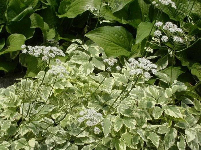 Превью изображения