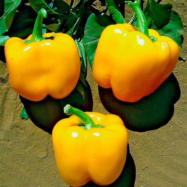 Превью изображения