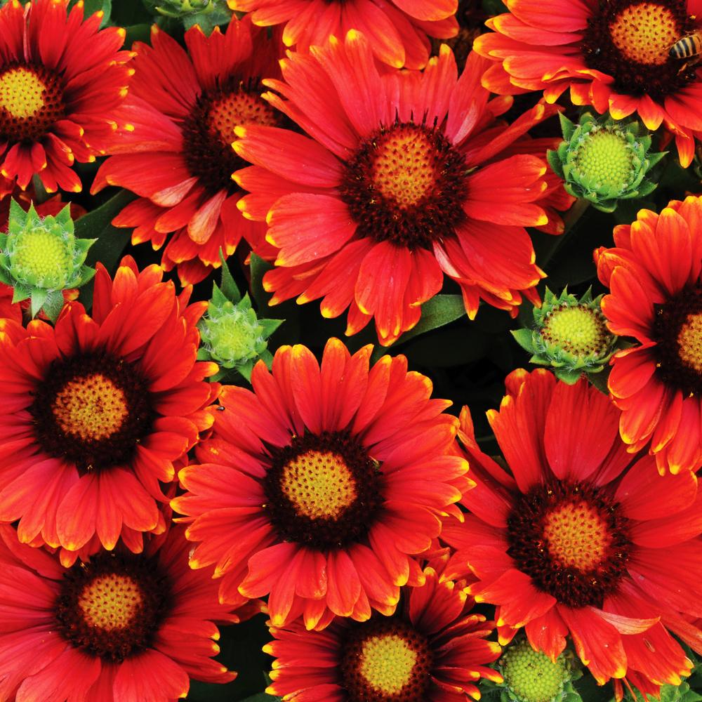 Превью изображения