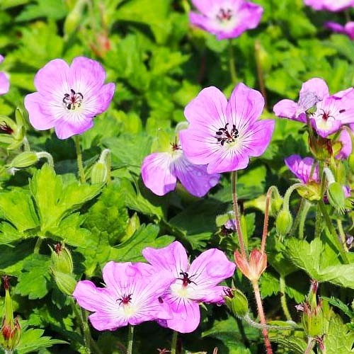 Превью изображения