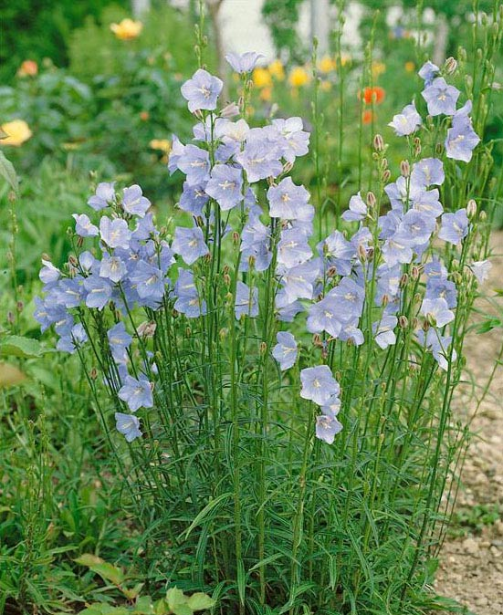 Превью изображения