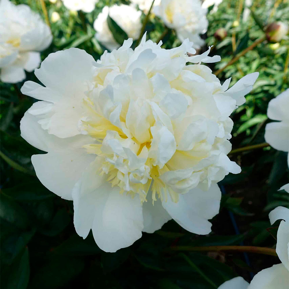 Превью изображения