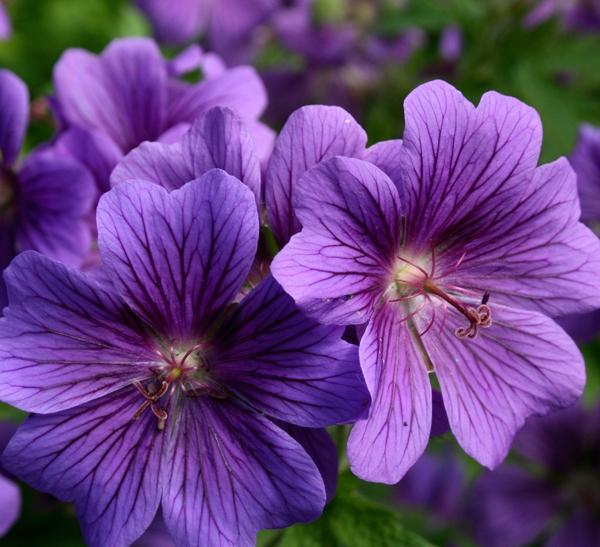 Превью изображения